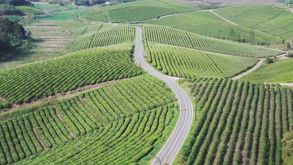 Goddess Herbal Tea Beverage - Natural Material Lemon Iced Tea 250g (10g x 25 bags)