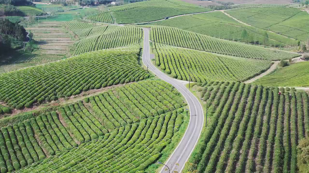 Goddess Herbal Tea Beverage - Natural Material Lemon Iced Tea 250g (10g x 25 bags)